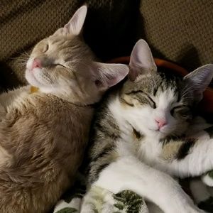 Meet your Posher, Tiffany